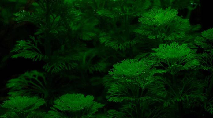 Nome della pianta: limnophila sessiliflora