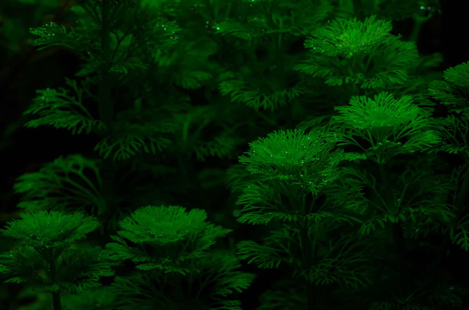 Nome della pianta: limnophila sessiliflora