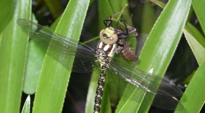Scopri 7 fantastiche piante che attirano le libellule
