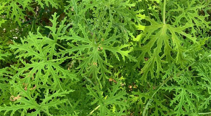 Pianta di citronella (Pelargonium citrosum)