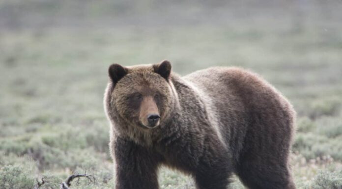 Orso grizzly nel Parco Nazionale di Yellowstone
