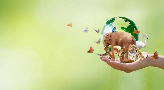 Scopri gli animali portafortuna e portafortuna: l'elenco completo
