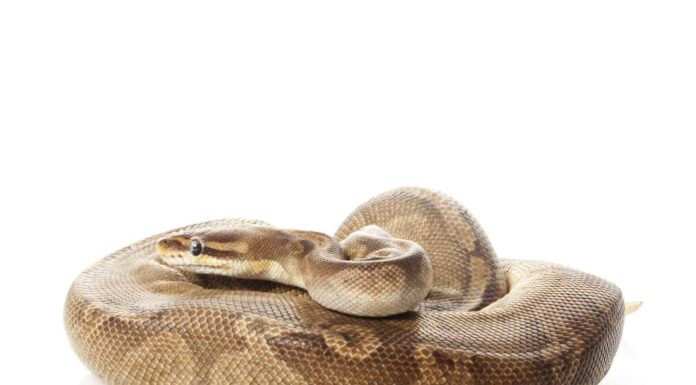 pitone palla al tramonto (Python regius) isolato su sfondo bianco.