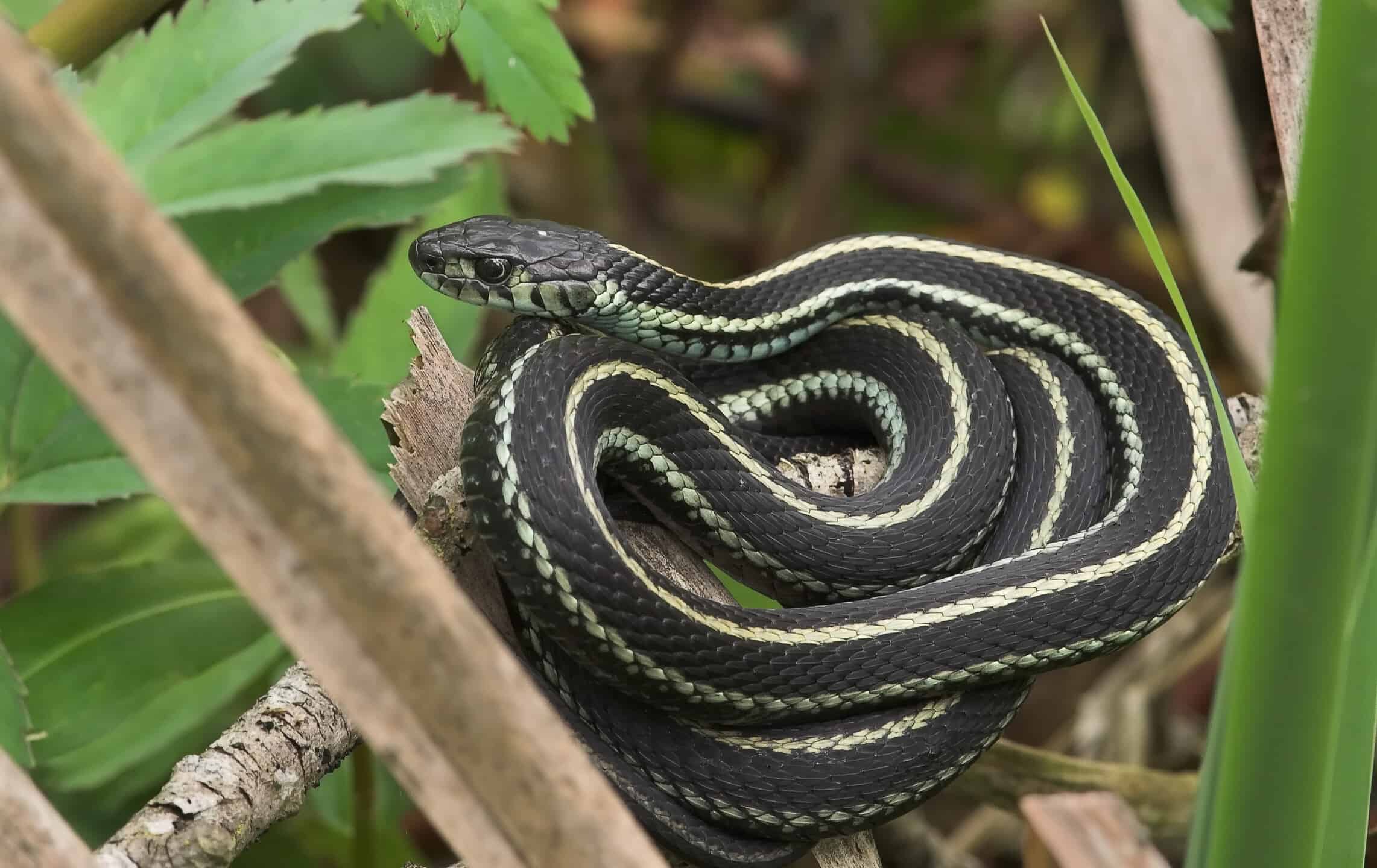 Scopri i 5 serpenti del fiume Niagara di New York
