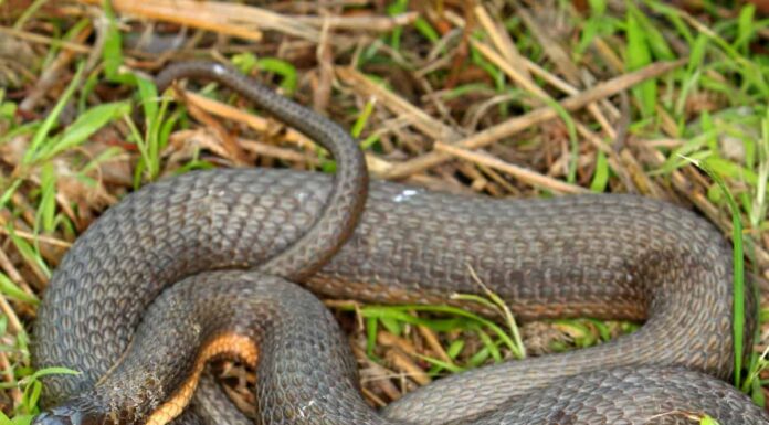 Scopri i 6 serpenti d'acqua in agguato nelle acque del Nebraska

