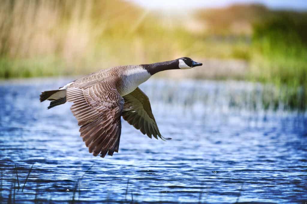 Cornice centrale: Canada Goose che vola sull'acqua.  Le ali dell'oca sono grandi e spiegate.  L'oca sta volando bassa, così bassa che la sua ala è quasi nell'acqua blu ardesia.  L'oca è grigia e marrone con un lungo collo nero e una testa nera, con una gola bianca.  Sfondo esterno naturale fuori fuoco.
