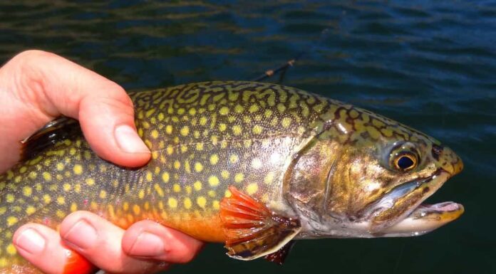 Le trote di fiume sono diventate un simbolo di acqua pulita in tutto il loro areale nativo.