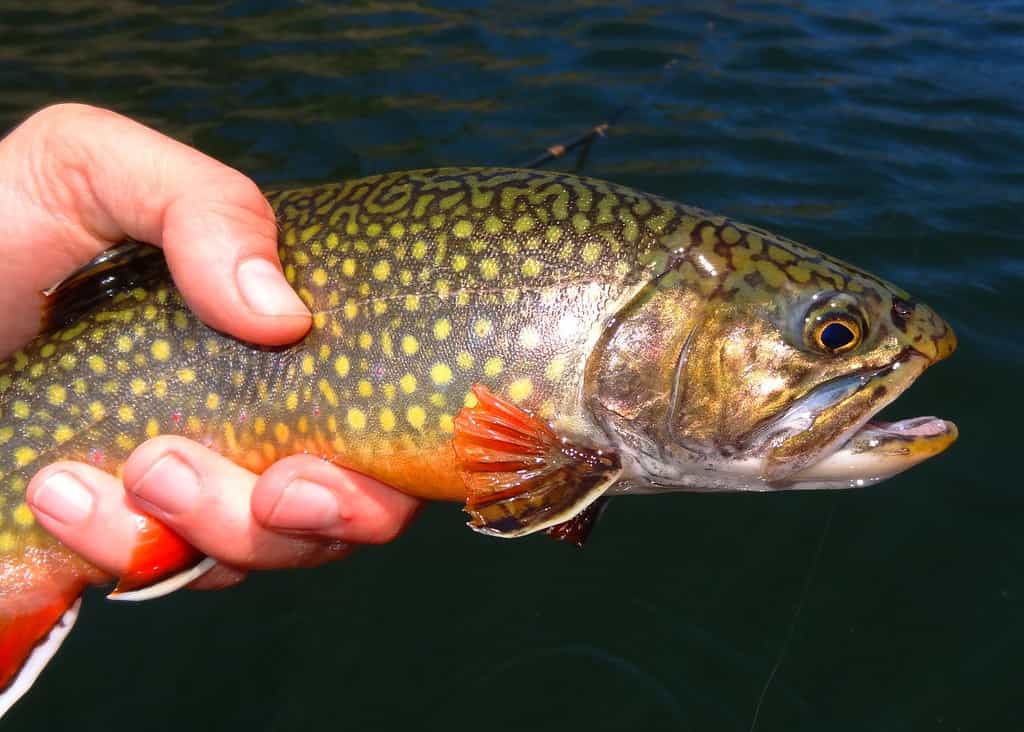 Le trote di fiume sono diventate un simbolo di acqua pulita in tutto il loro areale nativo.