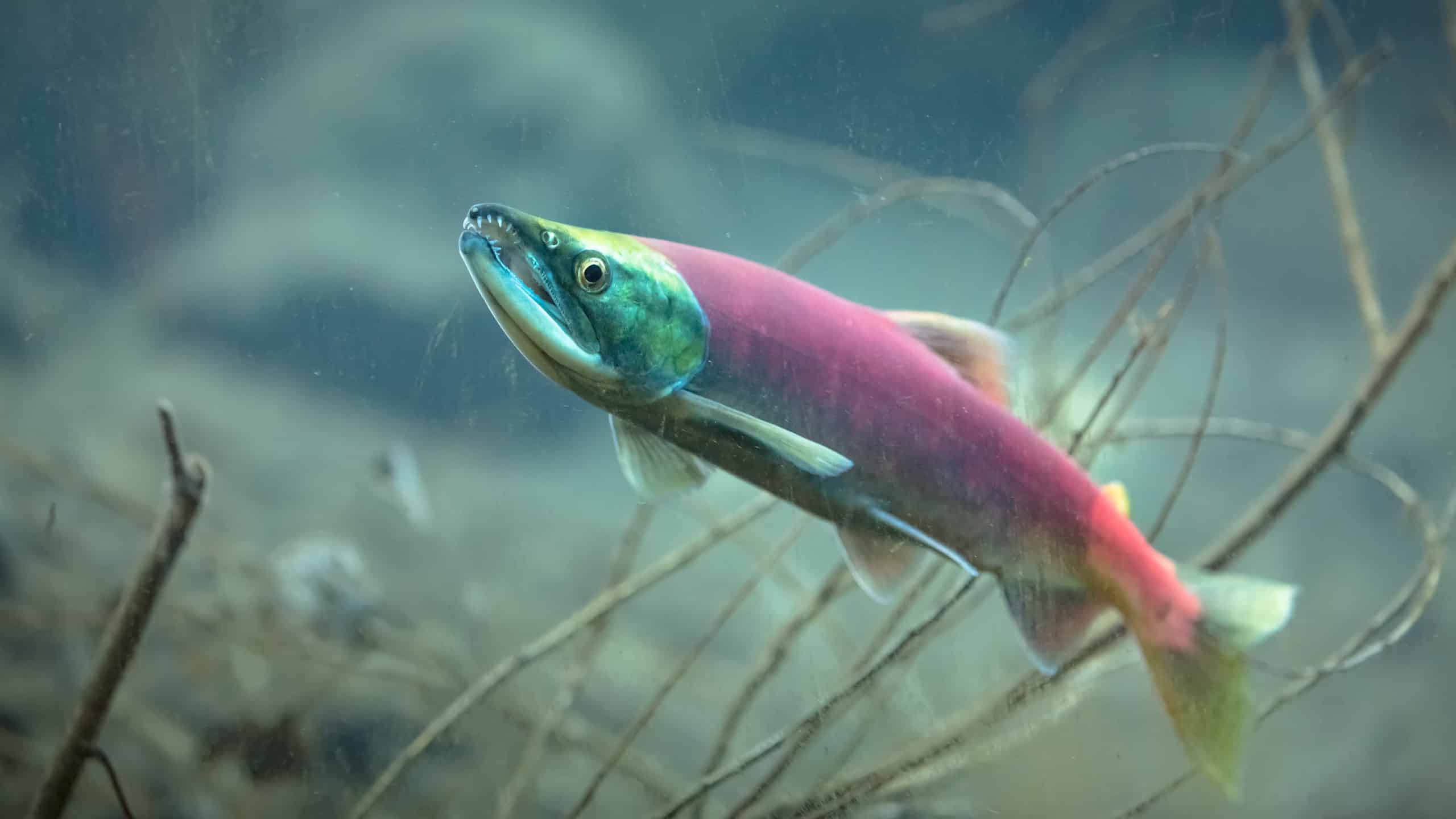 Scopri il più grande salmone Kokanee mai catturato in Idaho