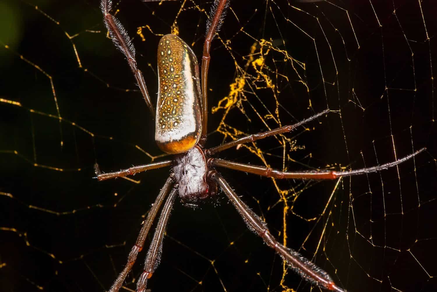 Marbled cellar spider, Holocnemus pluchei
