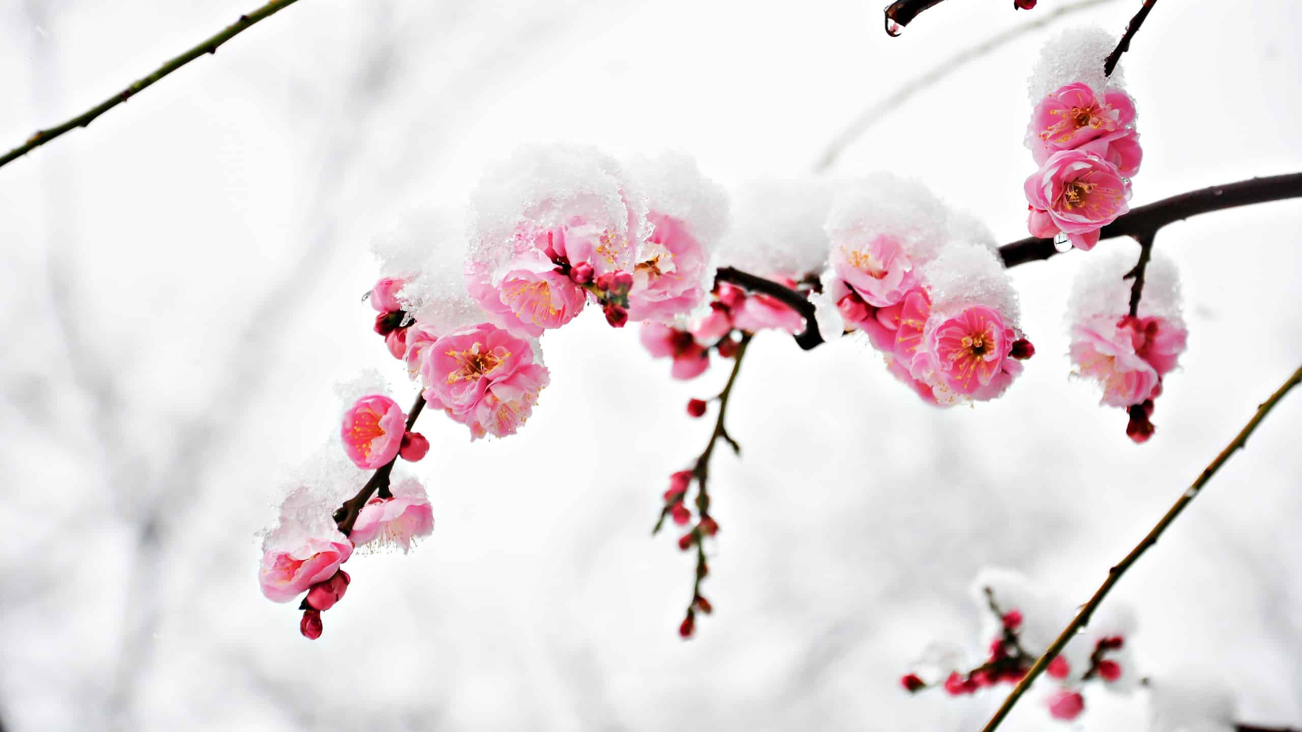 Scopri la più grande tempesta di neve che abbia mai colpito la Pennsylvania a maggio... Sì, maggio!