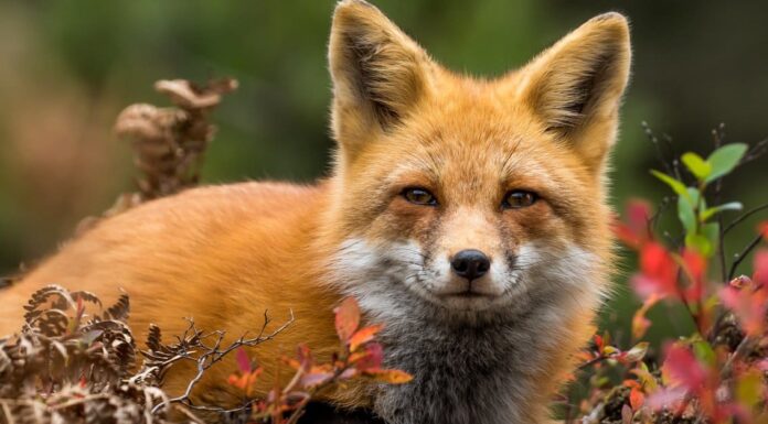 Volpi nel North Dakota: tipi e dove vivono
