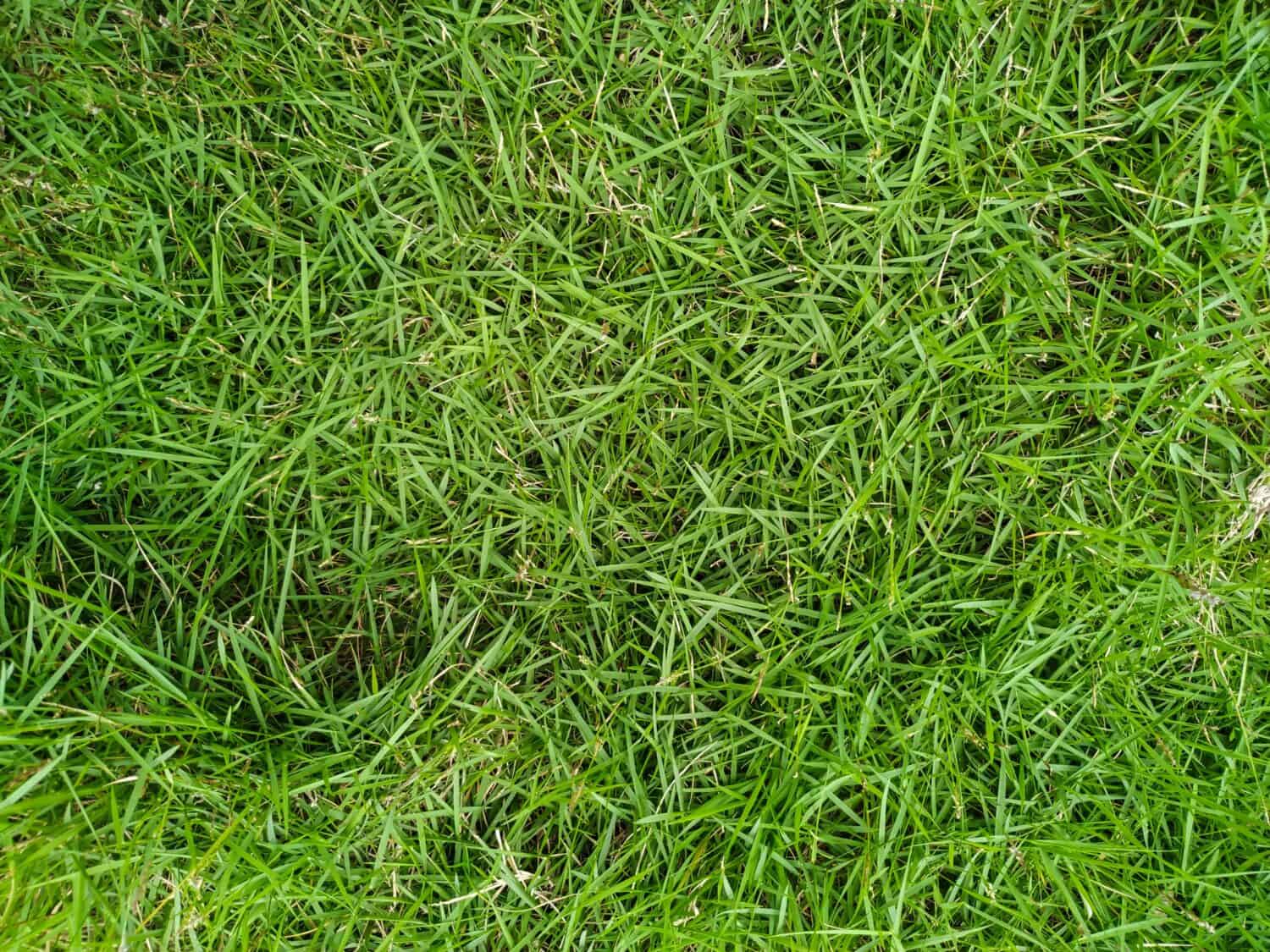 Scopri i 7 migliori tipi di erba che crescono all'ombra