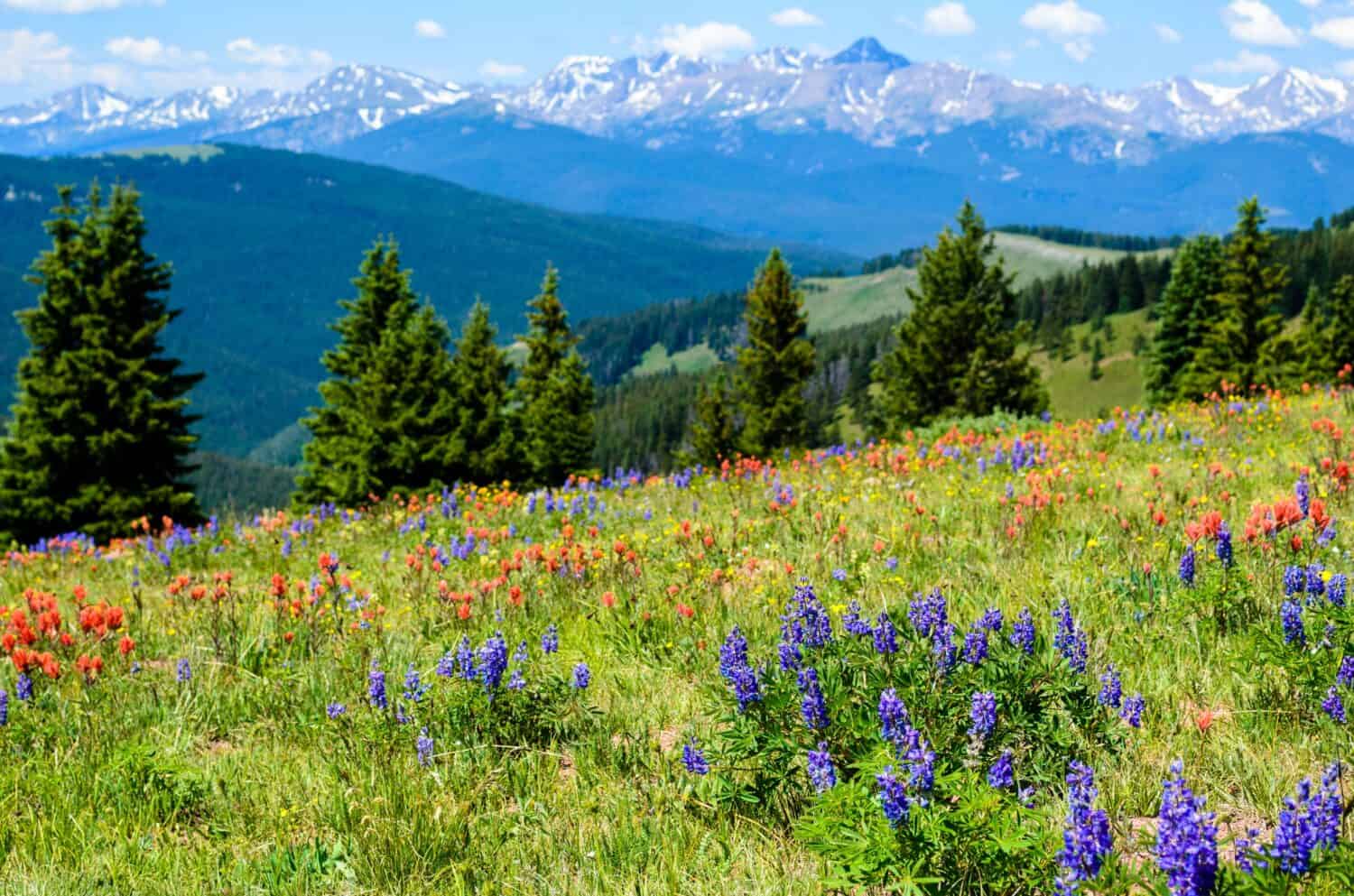 Fiori Selvatici in fiore sul Santuario Pass, Vail, Colorado, Stati Uniti d'America.