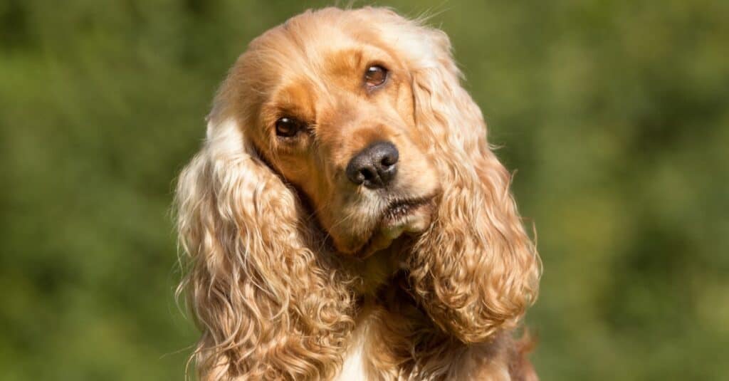 Un cocker spaniel dorato con le orecchie arricciate inclina la testa