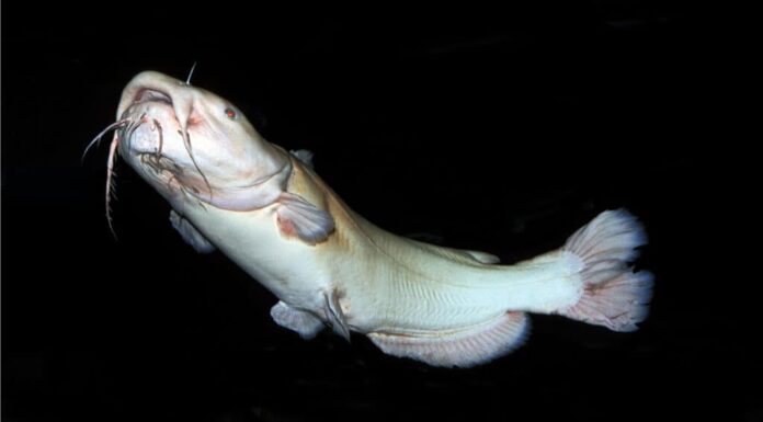 Pesce gatto a testa piatta