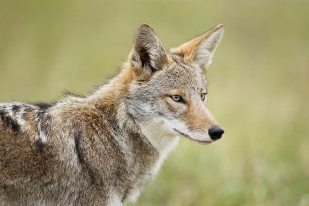 Il coyote attento guarda a destra con uno sfondo verde sfocato