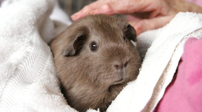 animale domestico Cavia avvolto in un asciugamano essendo animale domestico sulla testa