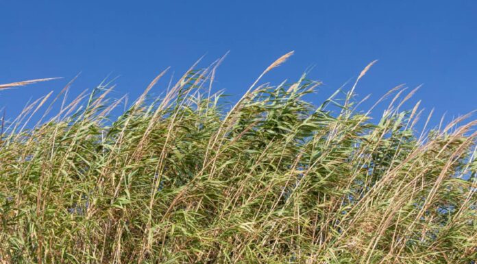 Canna gigante (Arundo donax)