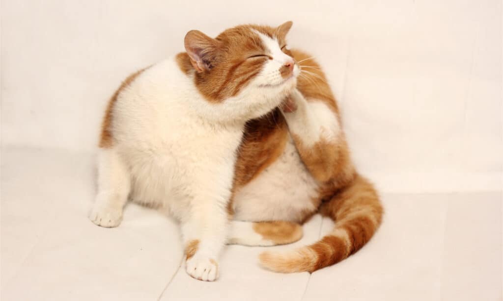 Pulci che graffiano il gatto