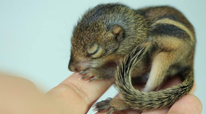 Baby scoiattolo quando dormono