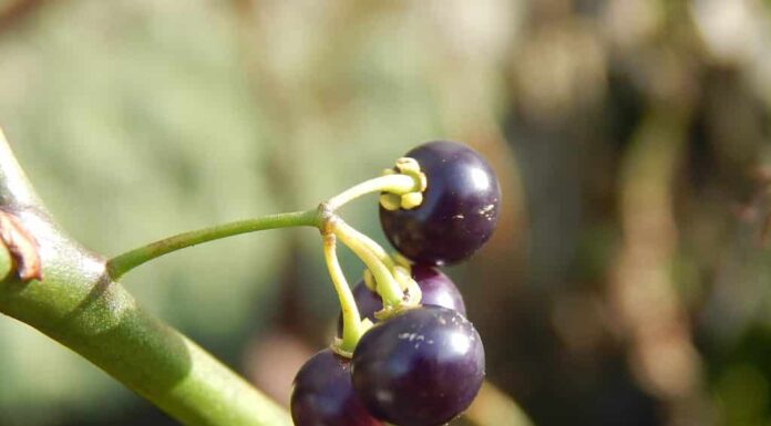 Scopri le 10 piante più pericolose dell'Illinois
