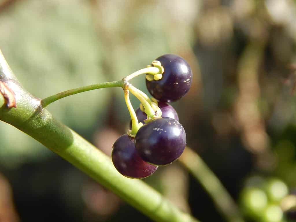 Scopri le 10 piante più pericolose dell'Illinois