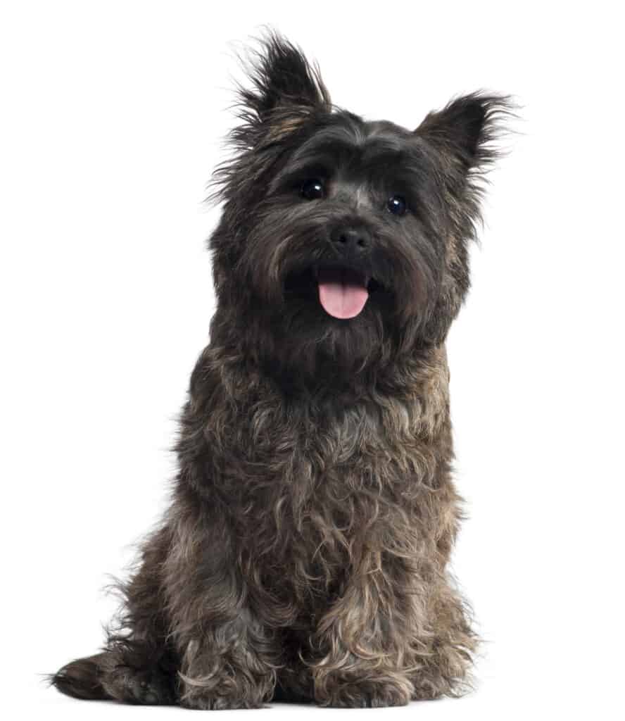 tumulo terrier