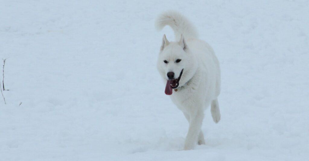 Husky siberiano bianco con occhi sorprendenti che camminano nella neve.