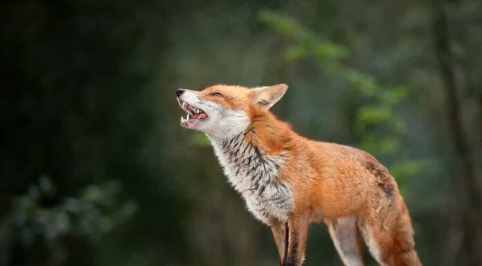 Intrigante e agile, una volpe dal mantello infuocato si avventura furtivamente nella natura selvaggia, incarnando lo spirito della bellezza selvaggia.