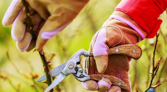 Rose da potatura primaverile in giardino