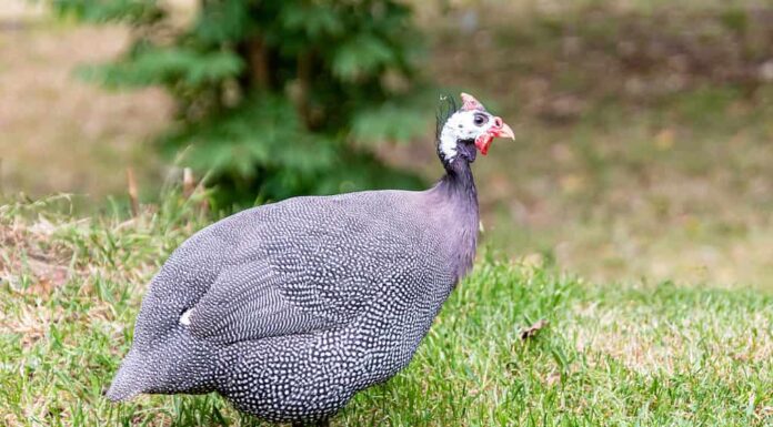 Carne di faraona: 10 motivi per provare questa carne saporita e nutriente
