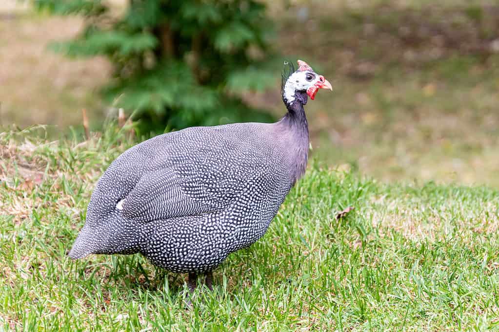 Carne di faraona: 10 motivi per provare questa carne saporita e nutriente
