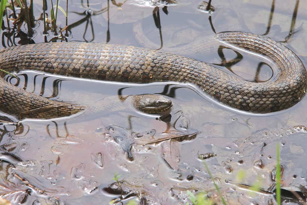 Primo piano di un serpente d'acqua immerso nell'acqua.