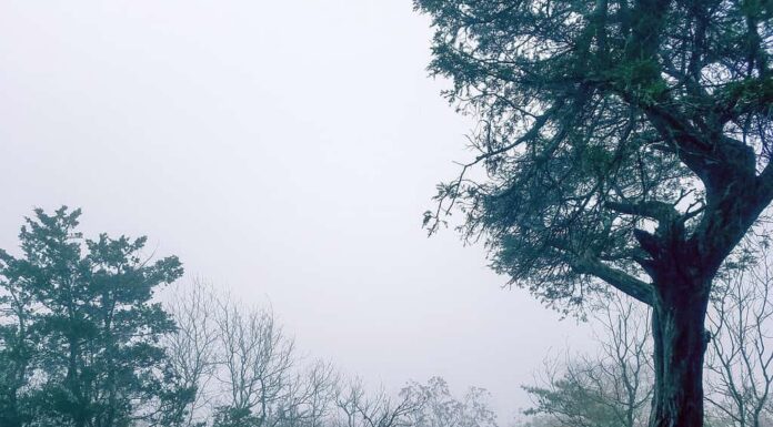 Scopri perché l'anno 536 d.C. è considerato il periodo peggiore in cui vivere
