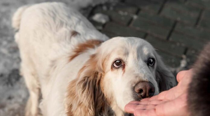 Un cane che annusa una mano. 