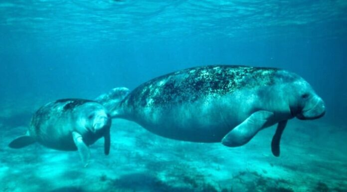 Madre e bambino lamantino