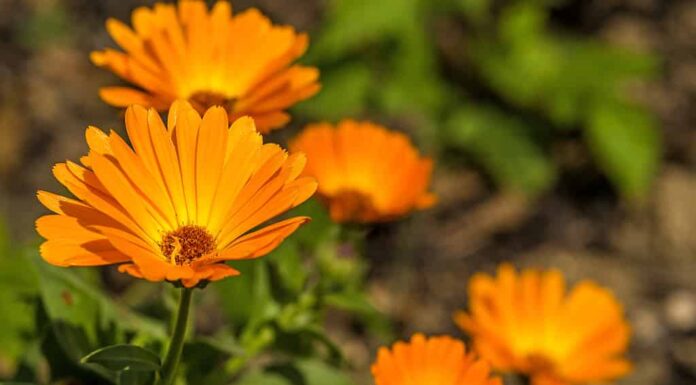 Un primo piano dei fiori d'oro-arancio della Calendula officinalis o della calendula o della calendula.
