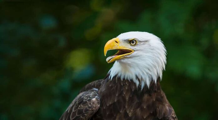 Phoenix - Arizona, Uccello, Zoo, Cultura americana, Fauna selvatica