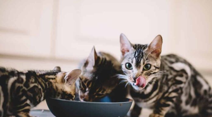 La funzione dell'olfatto di un gatto