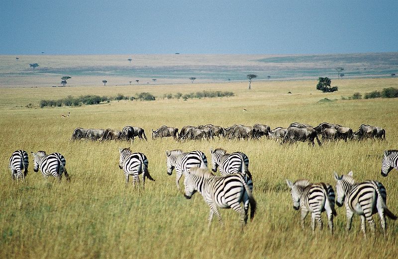 zebre nel Parco Nazionale Maasai Mara