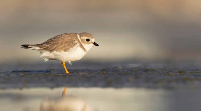 Un piviere di tubazioni (Charadrius melodus) rovistando su una spiaggia al tramonto.	