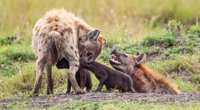 Iene giovani e adulti che giocano intorno alla tana nel Masai Mara, in Kenya