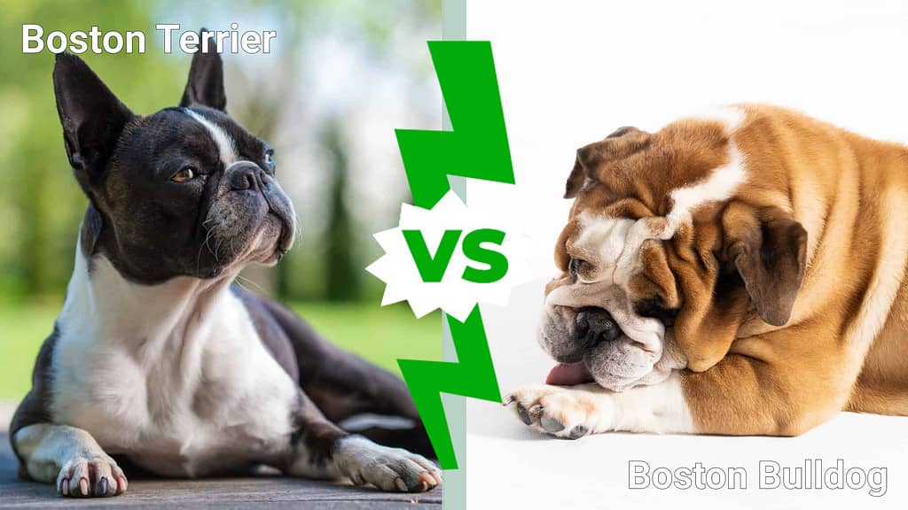 Boston Terrier contro Boston Bulldog: quali sono le principali differenze?