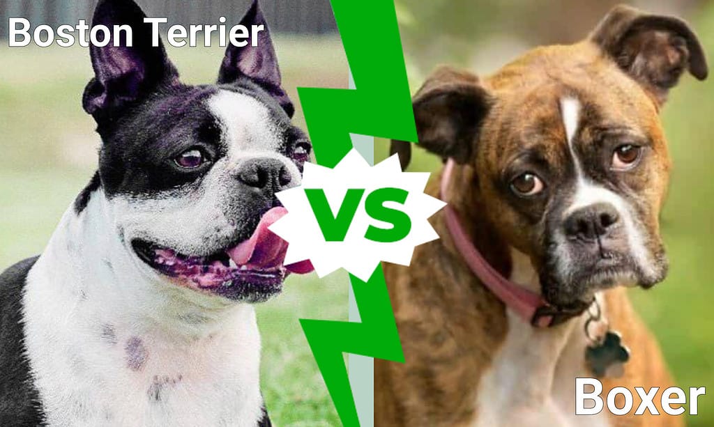 Boston Terrier vs. Boxer: spiegate le 3 principali differenze