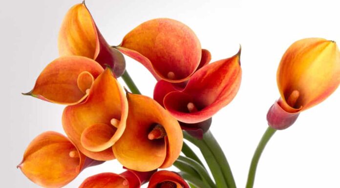 Calla Lily: significato, simbolismo e occasioni appropriate
