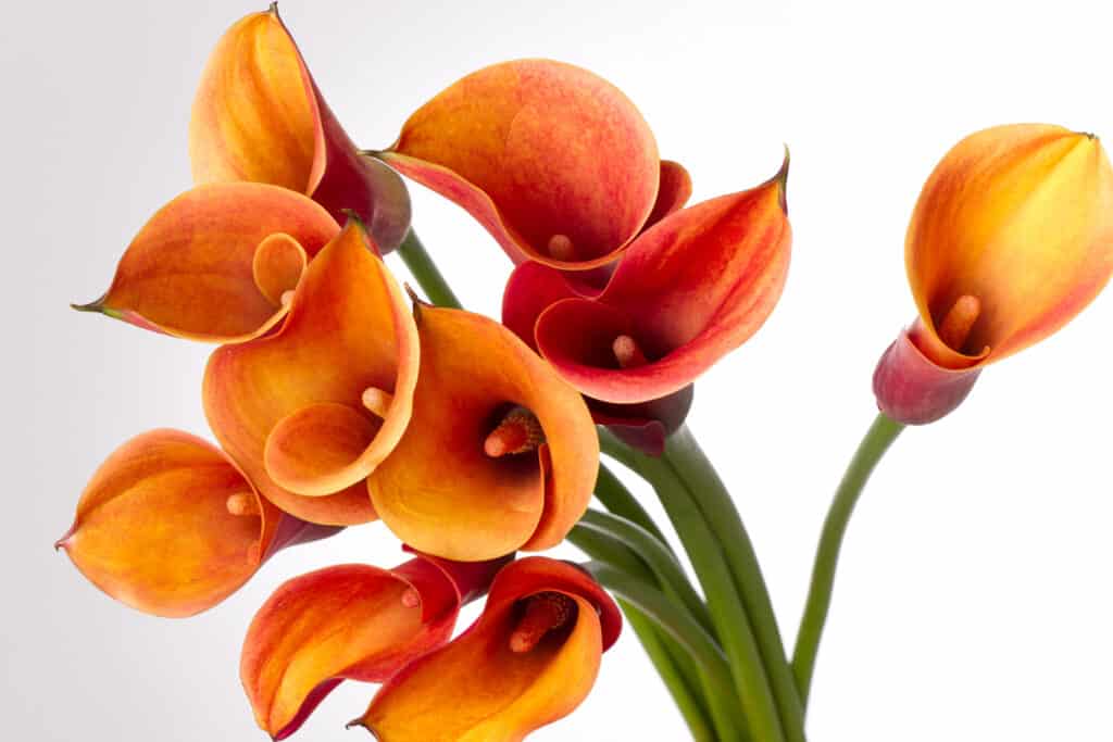 Calla Lily: significato, simbolismo e occasioni appropriate