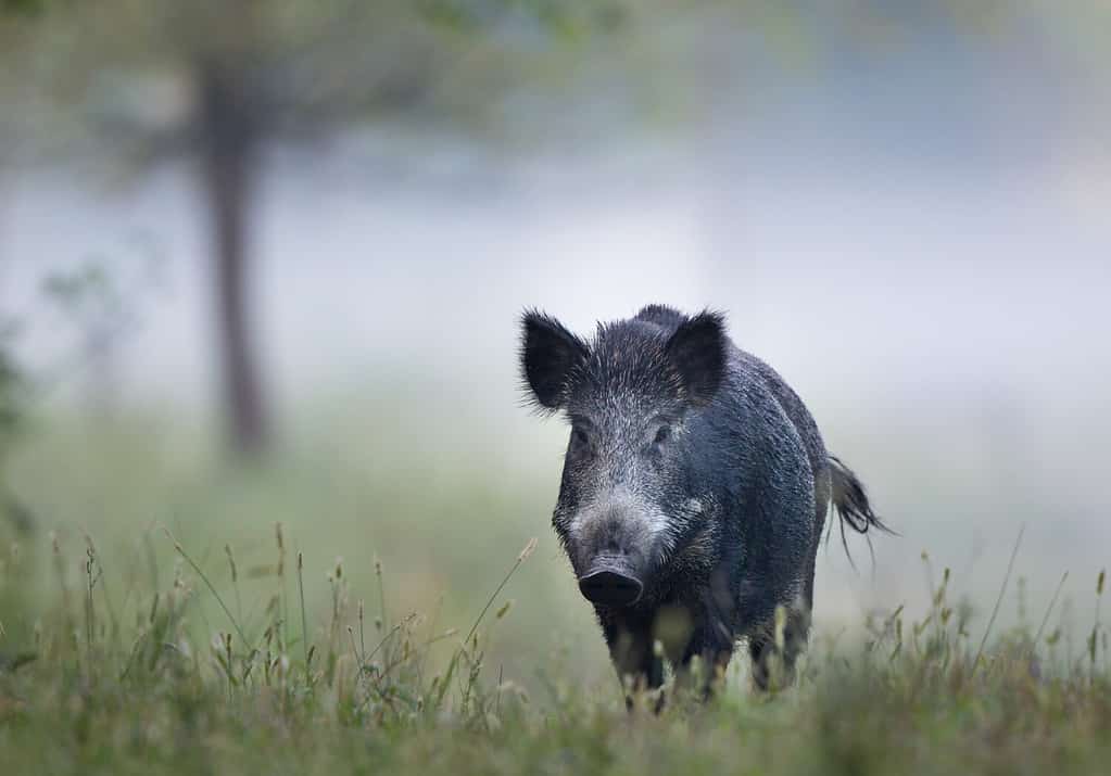 Cinghiale (sus scrofa ferus) che cammina nella foresta in mattinata nebbiosa e guarda la macchina fotografica.  Fauna selvatica nell'habitat naturale