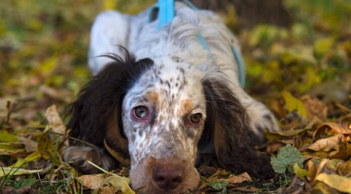 Piccolo cucciolo di Cocker Spaniel inglese con imbracatura blu giace a terra nel soleggiato parco autunnale. 