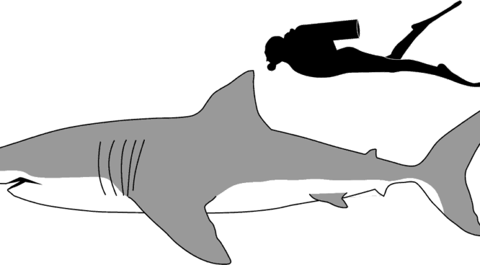 I grandi bianchi sono circa il triplo delle dimensioni di un essere umano adulto.